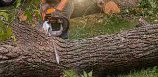 Best Tree Health Inspection  in Conyers, GA