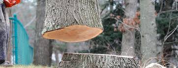 Best Commercial Tree Services  in Conyers, GA