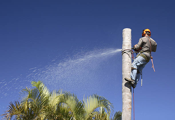 Best Leaf Removal  in Conyers, GA