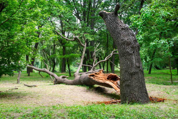 Best Stump Grinding and Removal  in Conyers, GA