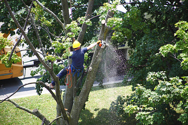 Best Grass Overseeding  in Conyers, GA