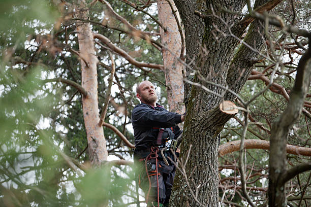 Best Tree Removal  in Conyers, GA