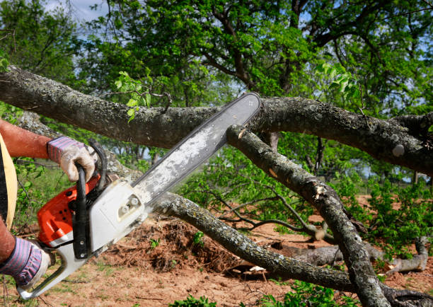 Best Tree Maintenance Programs  in Conyers, GA